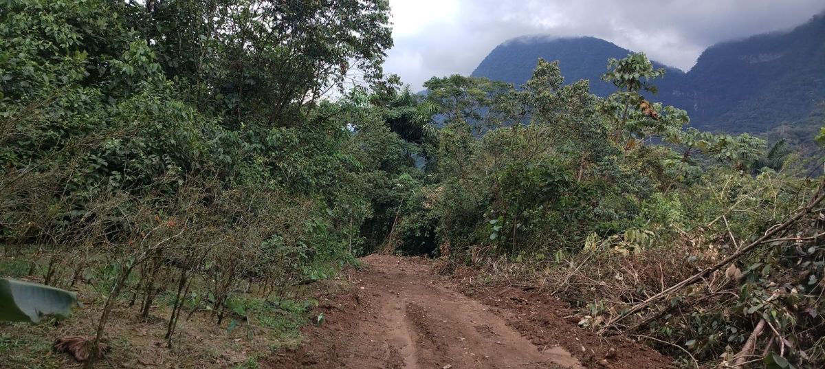 Cuatro nuevas vías ilegales perforan Parque Nacional Carrasco en Bolivia mientras cultivos de coca ilegal crecen un 38%