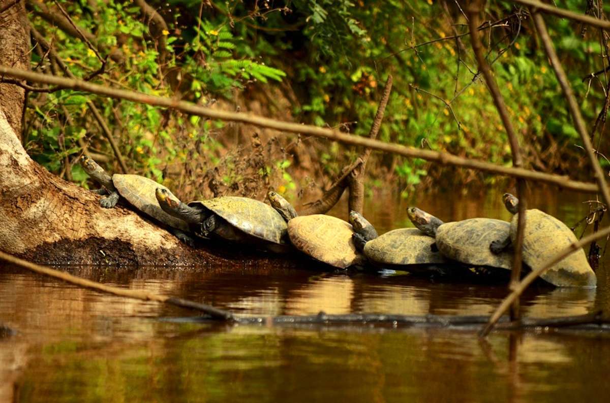 Alerta por el incremento de tráfico de tortugas de la Amazonía boliviana hacia Brasil, Perú y Chile
