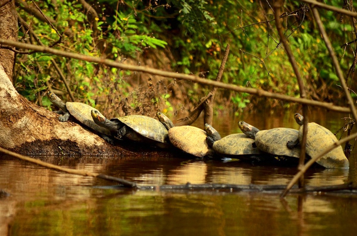 Alerta por el incremento de tráfico de tortugas de la Amazonía boliviana hacia Brasil, Perú y Chile