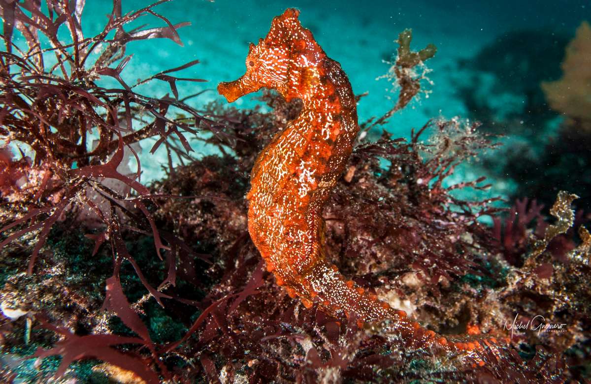 Tráfico de caballitos de mar: el cruel viaje desde las redes de arrastre hacia los mercados asiáticos