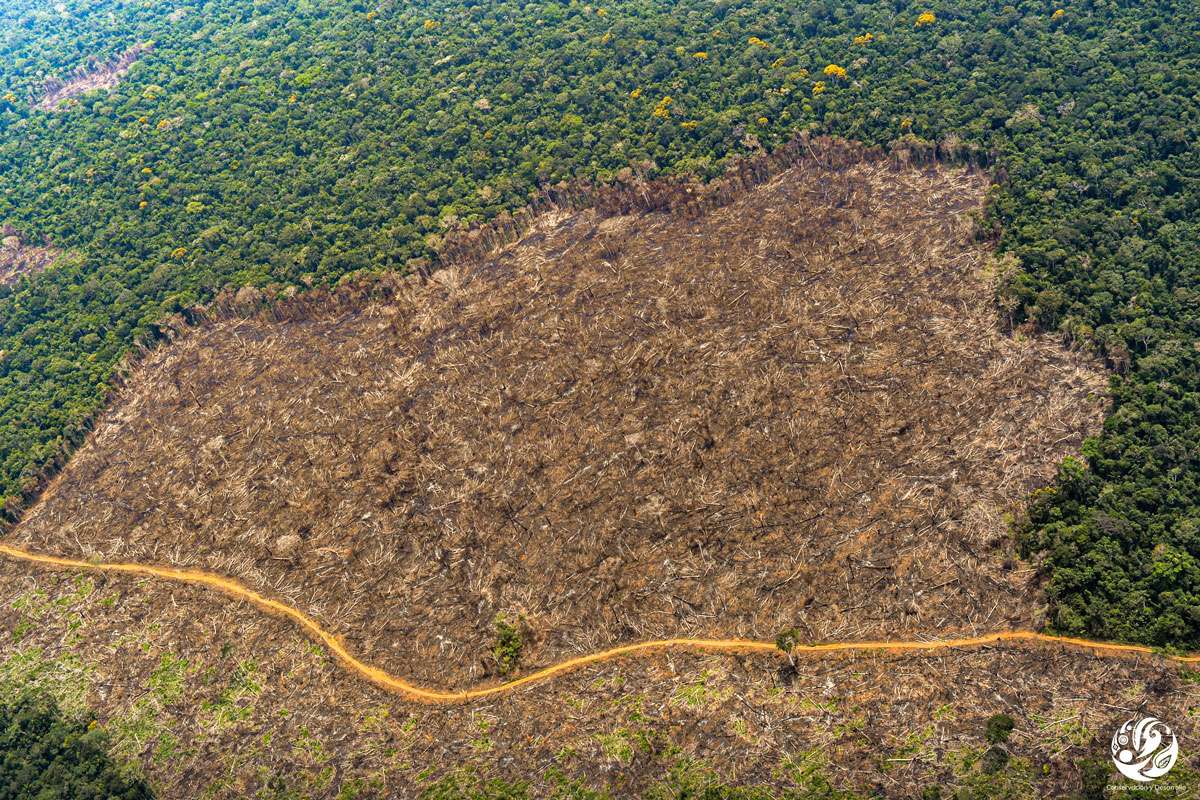 Crisis en el Guaviare colombiano: grupos armados y cultivos ilegales impulsan la crisis de deforestación