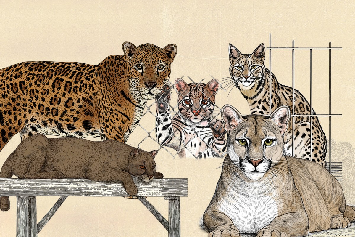 Sin salida: la irreversible realidad de los felinos que son rescatados del tráfico de animales
