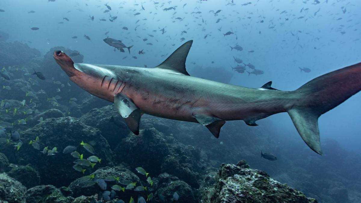 Denuncian traslado ilegal de 12 toneladas de aletas de tiburón en Costa Rica bajo figura de “reexportación”