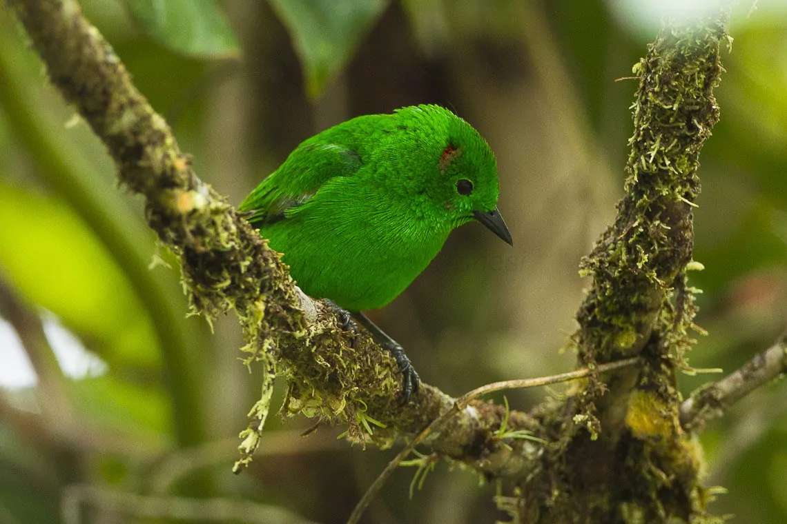 Aves de Barbacoas