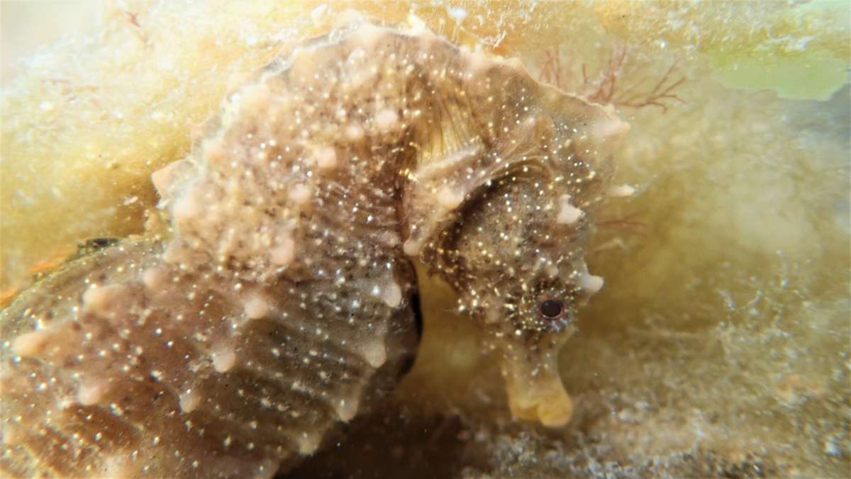 Científicos y buzos luchan por salvar al caballito de mar patagónico en Argentina descubierto hace apenas 20 años