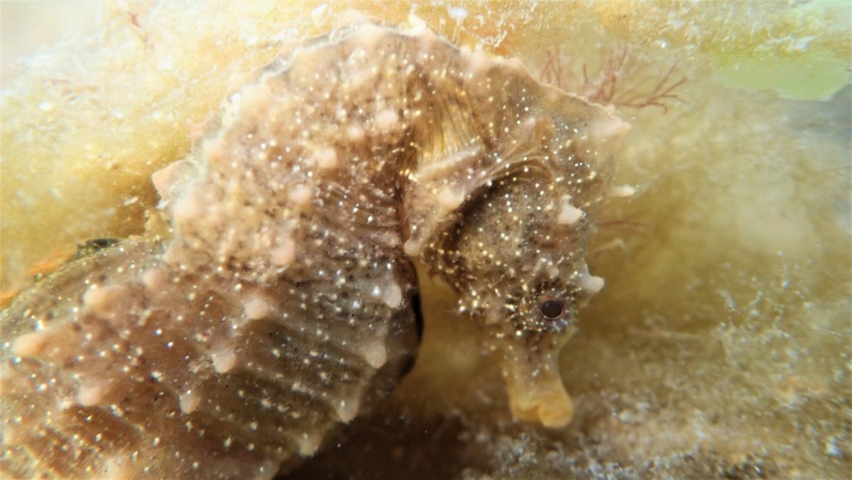 Científicos y buzos luchan por salvar al caballito de mar patagónico en Argentina descubierto hace apenas 20 años