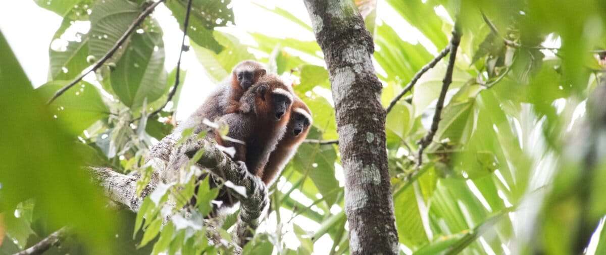La ganadería y la palma africana amenazan al zocay, el mono de manos blancas símbolo del Meta