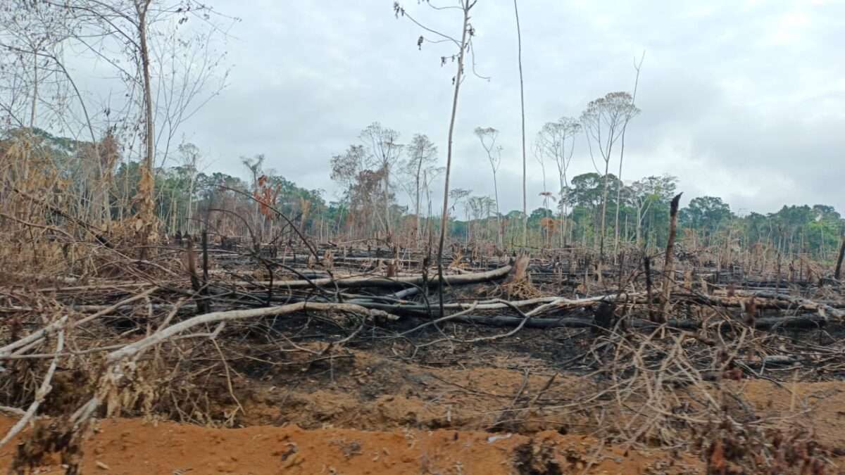 Balance ambiental de Colombia 2025: deforestación, agresiones a defensores y amenazas para territorios indígenas y áreas protegidas