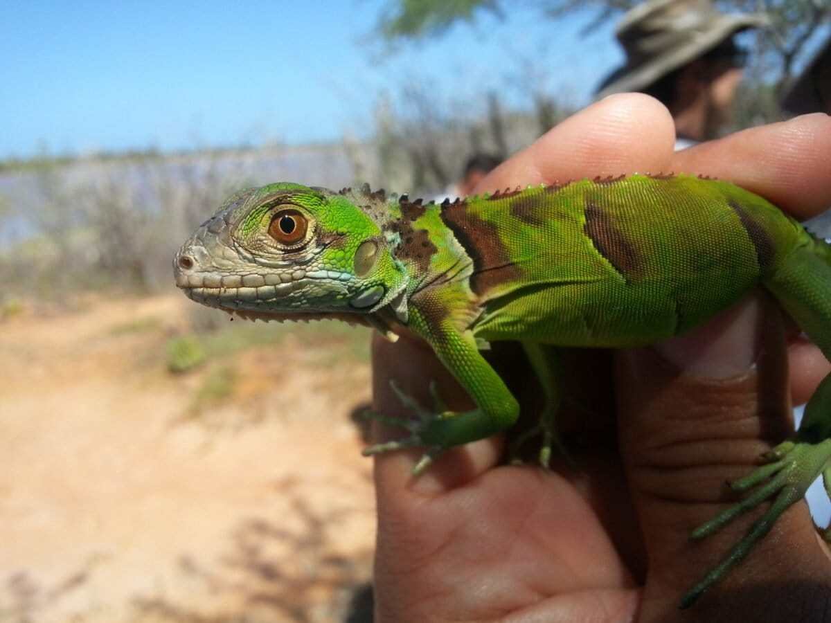 Iguana verde: el reptil invasor comercializado durante años que causa estragos en el Caribe