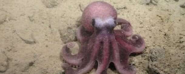 Confirmado: nueva especie de pulpo en aguas profundas chilenas