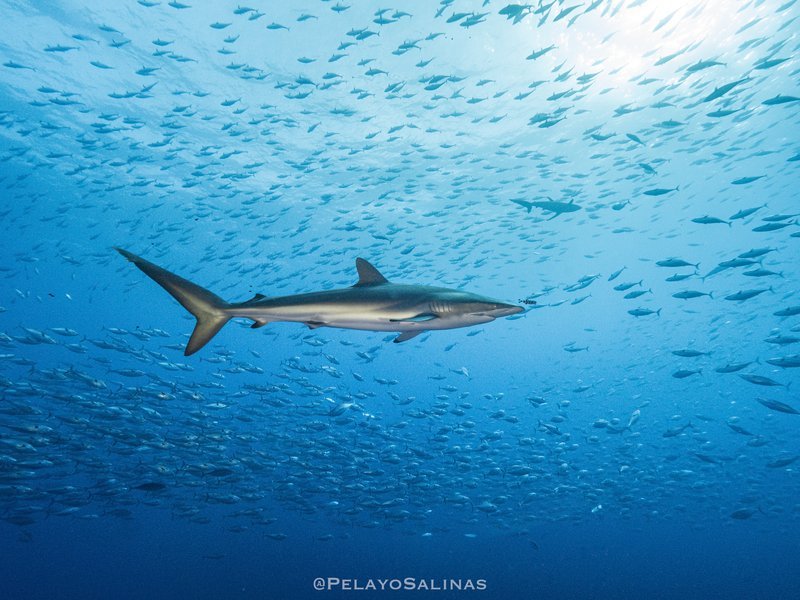 Científicos proponen extender áreas marinas protegidas para preservar de la pesca al tiburón sedoso | ESTUDIO