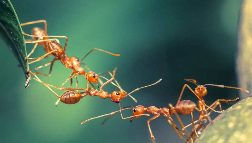 El cosmos, la hormiga y los espacios sociotécnicos.