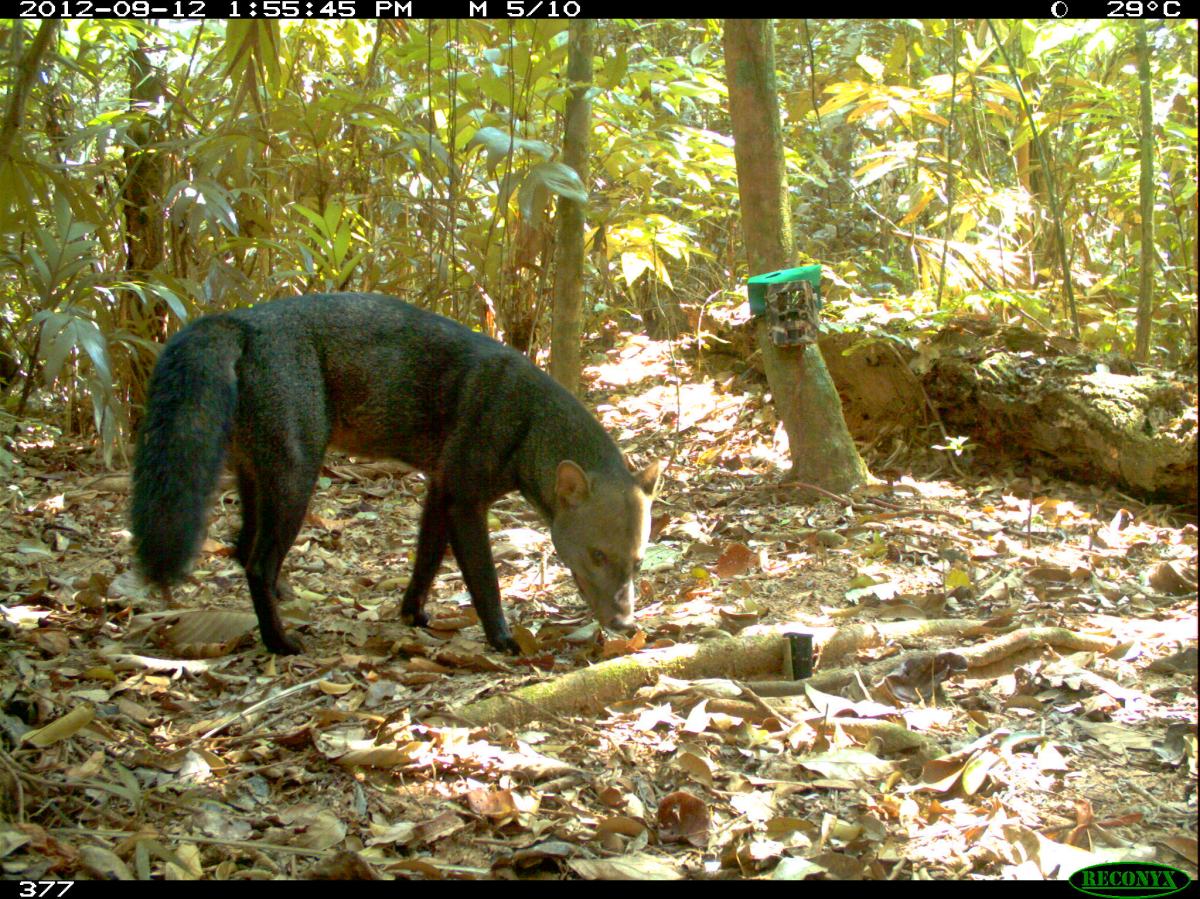 Bolivia: reúnen por primera vez más de 4000 fotos del perro fantasma, el cánido más huidizo de la Amazonía | ESTUDIO