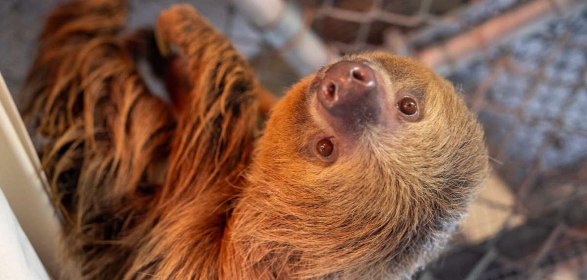 Caso Sloth World: la tragedia de los perezosos exportados a Florida desde Perú y Guyana