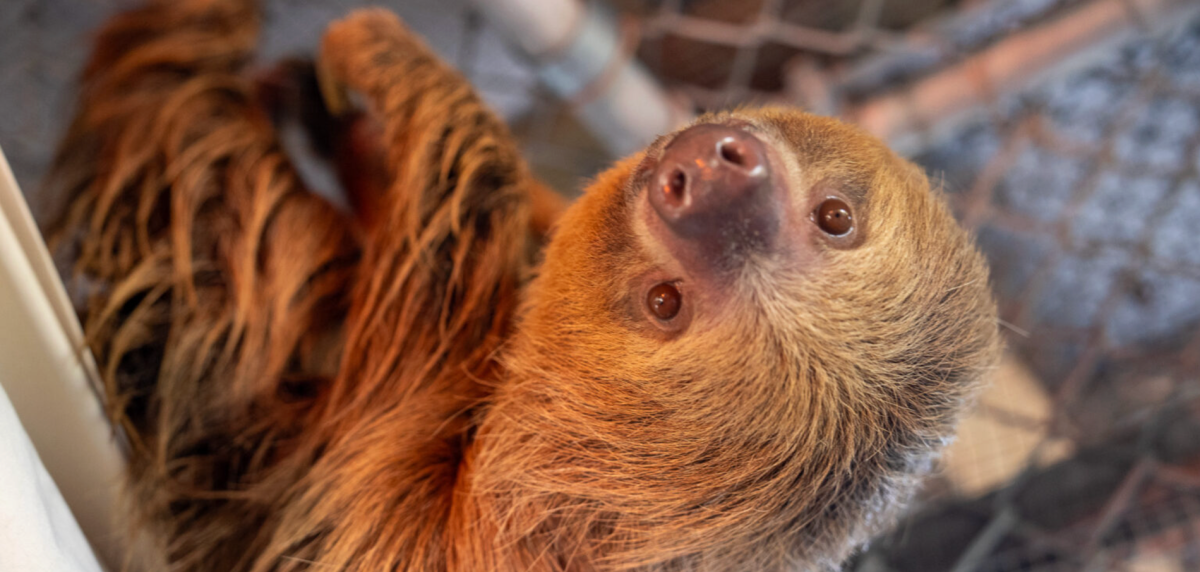 Caso Sloth World: la tragedia de los perezosos exportados a Florida desde Perú y Guyana