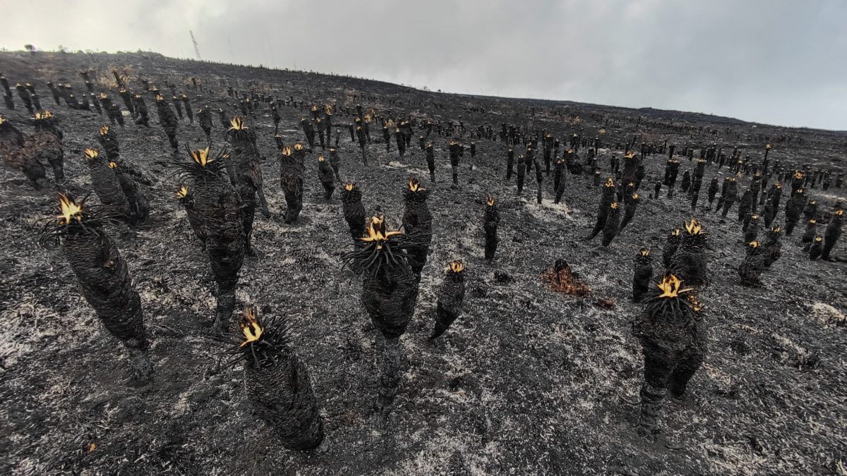 Con drones e inteligencia artificial monitorean la huella de un enorme incendio en los frailejones del Páramo de Berlín, Colombia