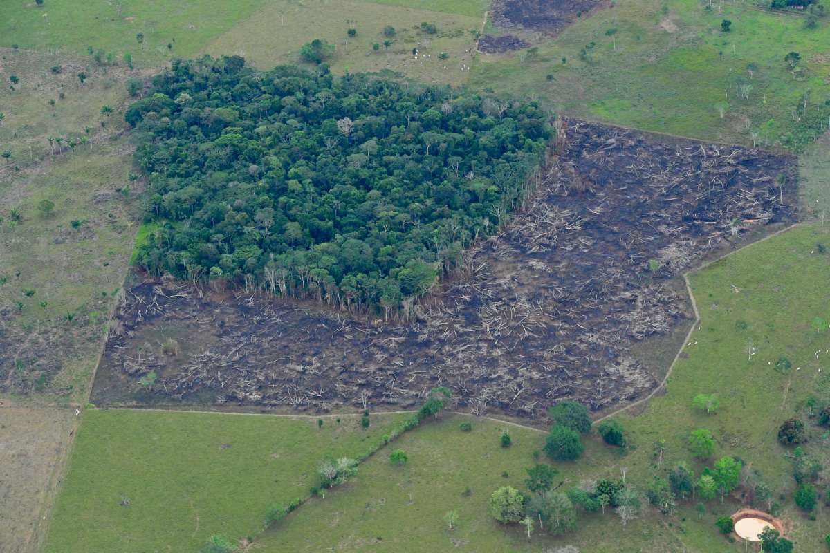 En 2025 se frenó la pérdida de bosque tropical global, pero Brasil, Bolivia, Perú y Colombia concentran los puntos más críticos de Latinoamérica