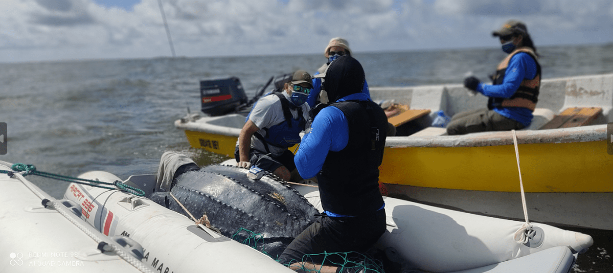 Día Mundial de las Tortugas Marinas: tres historias dan esperanza en América Latina 