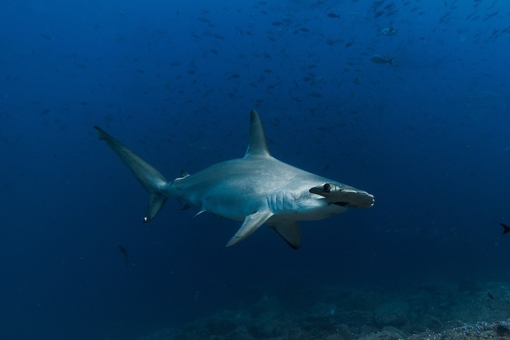 Día Internacional de los Tiburones: la carrera científica para salvarlos desde México hasta la Patagonia