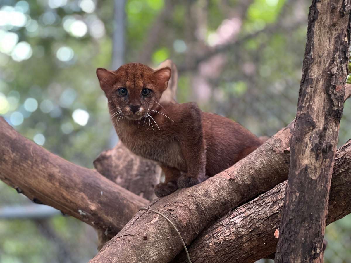 No hace falta una bala: enfermedades de animales domésticos amenazan a los felinos silvestres de Latinoamérica