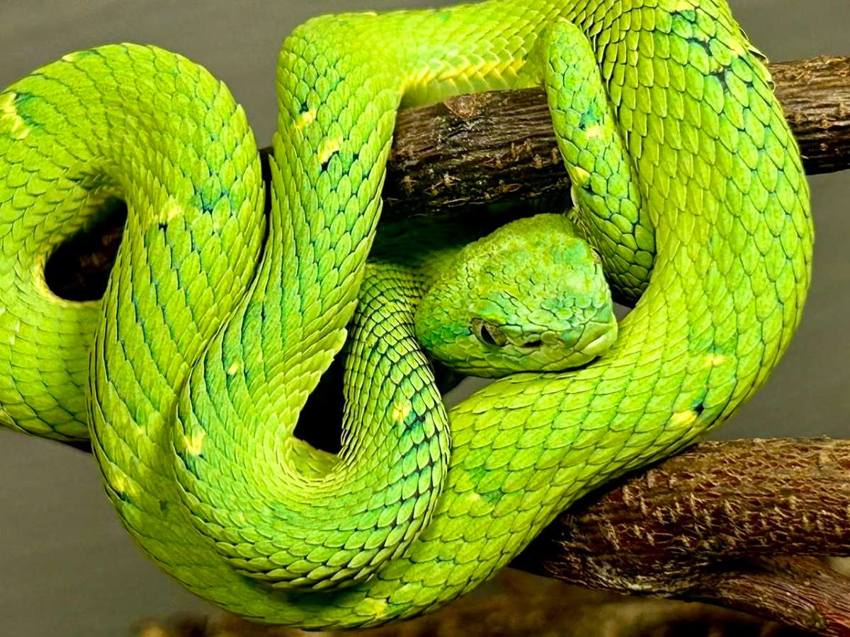 Día Mundial de las Serpientes: tres historias para conocer su rol clave en los ecosistemas y su aporte en la investigación científica
