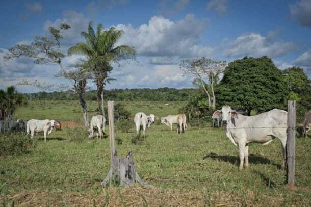 Colombia: campesinos que erradicaron coca voluntariamente, se pasaron a la ganadería en Meta y Guaviare ante incumplimiento de los gobiernos