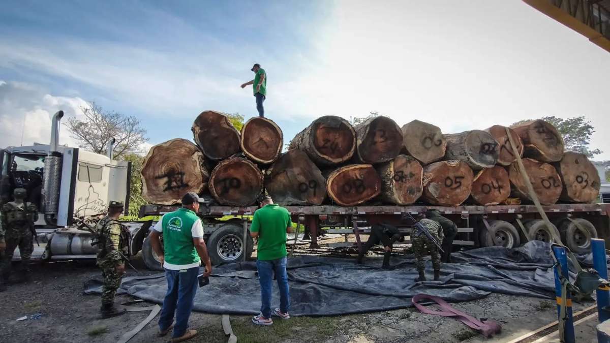 Salvoconductos para lavar madera: los documentos que legalizan la extracción de árboles fantasma en la Amazonía de Colombia