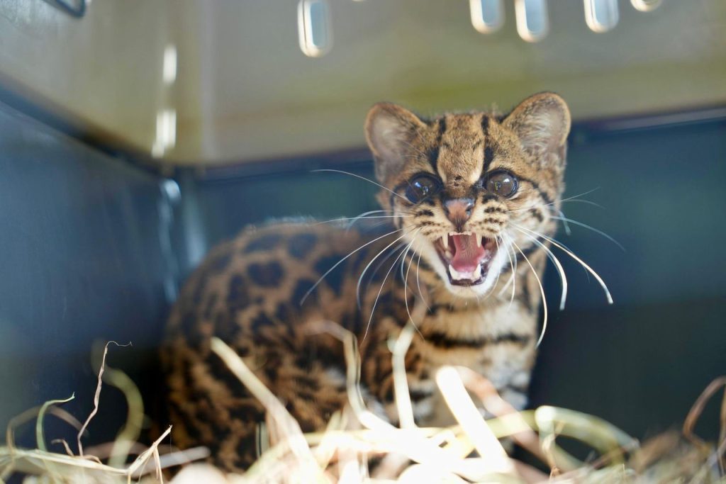 Las entregas voluntarias: un punto ciego del tráfico de pequeños felinos en Colombia