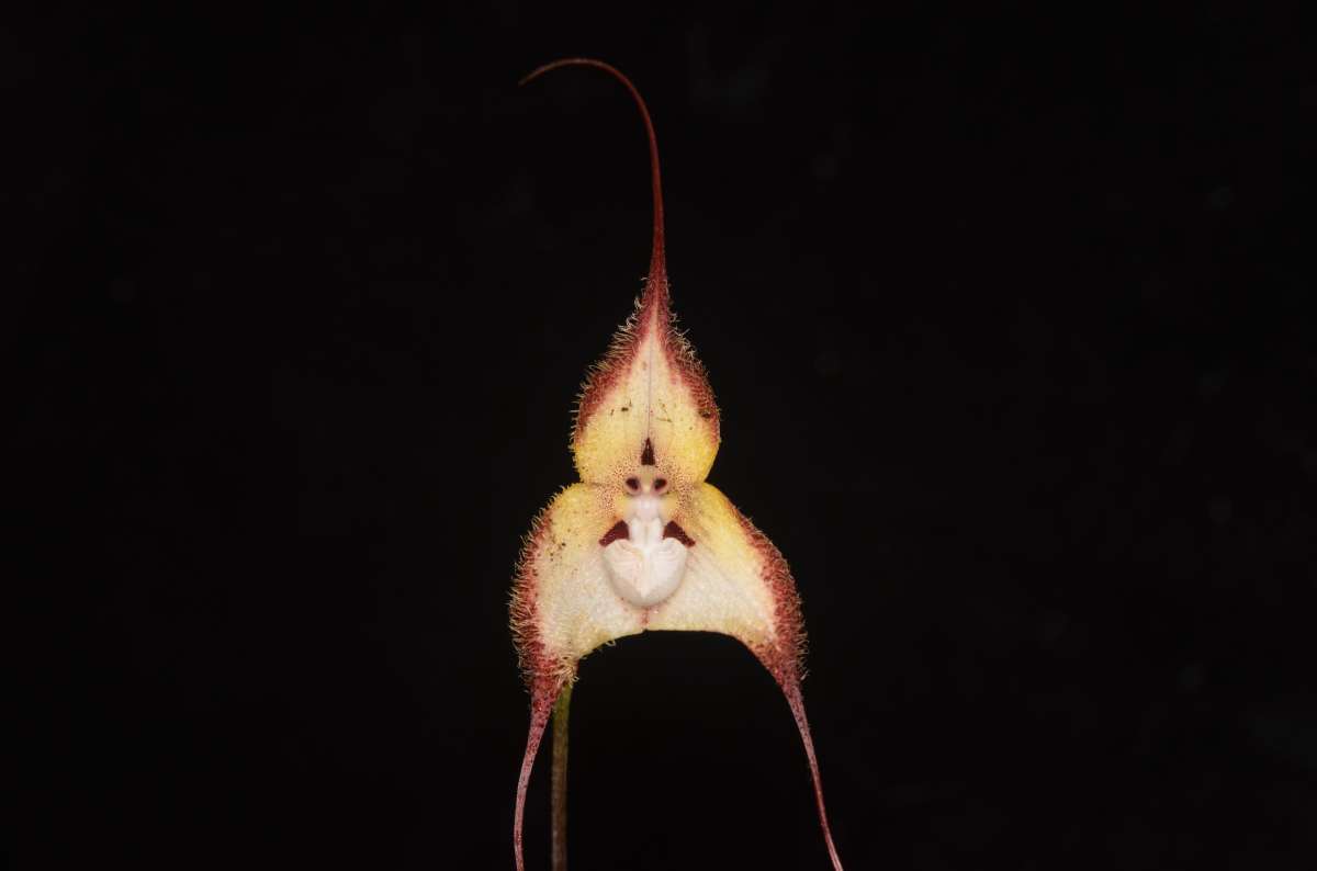 Tráfico ilegal de orquídeas Dracula: las venden incluso antes de ser “descubiertas” por la ciencia | ESTUDIO