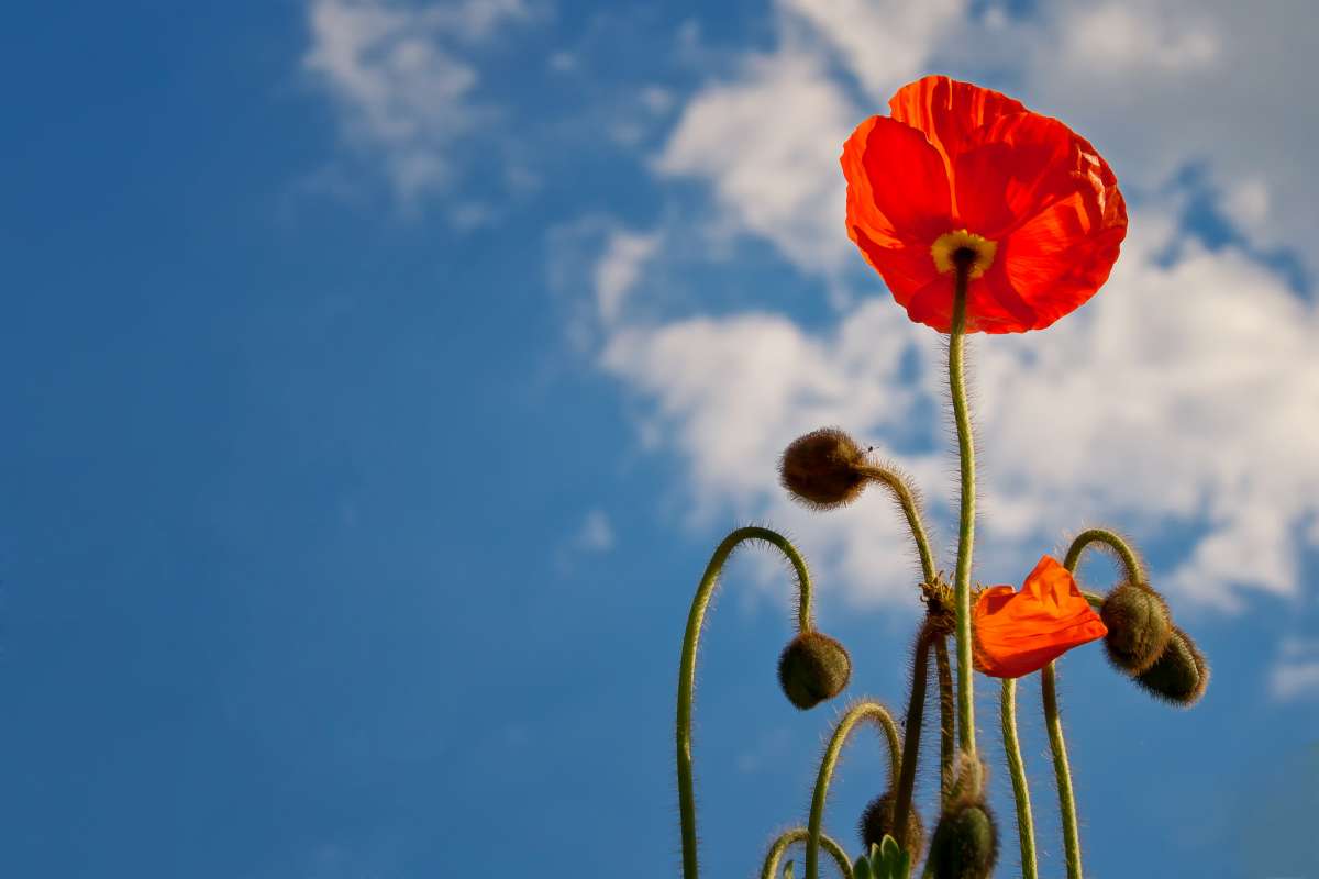 Una flor roja para Isabel
